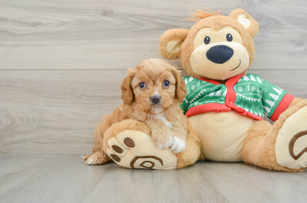 5 week old Cavapoo Puppy For Sale - Pilesgrove Pups