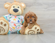 8 week old Cavapoo Puppy For Sale - Pilesgrove Pups