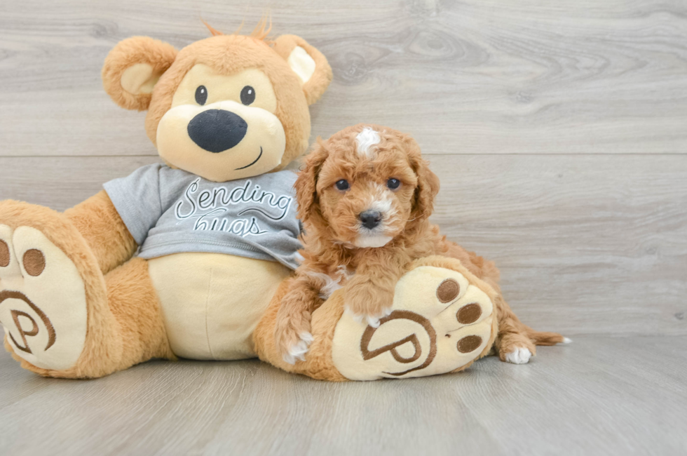 5 week old Cavapoo Puppy For Sale - Pilesgrove Pups