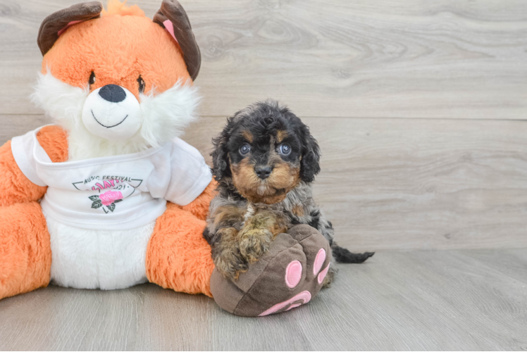 Hypoallergenic Cavadoodle Poodle Mix Puppy