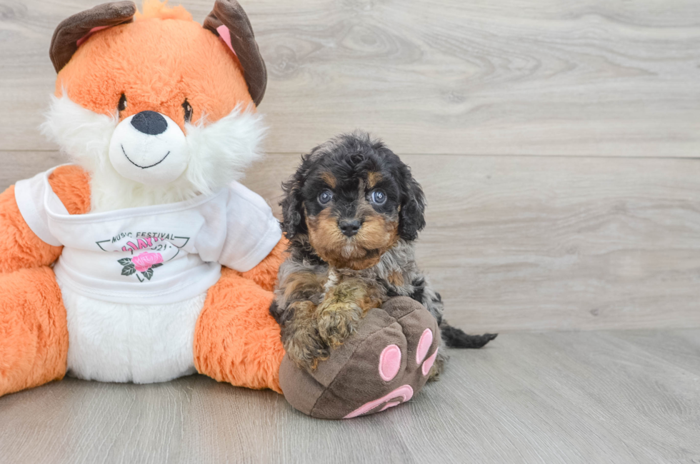 7 week old Cavapoo Puppy For Sale - Pilesgrove Pups