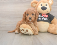 8 week old Cavapoo Puppy For Sale - Pilesgrove Pups