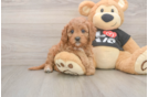 Cavapoo Pup Being Cute
