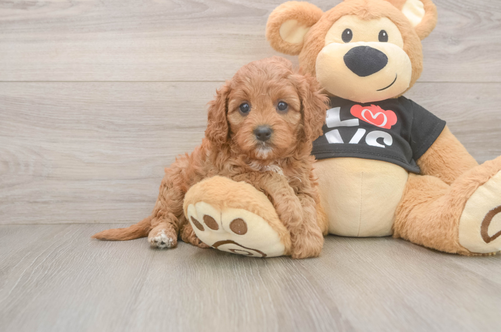5 week old Cavapoo Puppy For Sale - Pilesgrove Pups