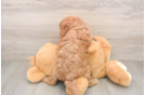 Cavapoo Puppy for Adoption