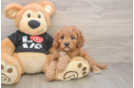 Adorable Cavalier King Charles Spaniel and Poodle Mix Poodle Mix Puppy