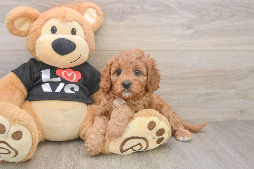 Adorable Cavalier King Charles Spaniel and Poodle Mix Poodle Mix Puppy