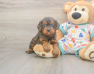 8 week old Cavapoo Puppy For Sale - Pilesgrove Pups
