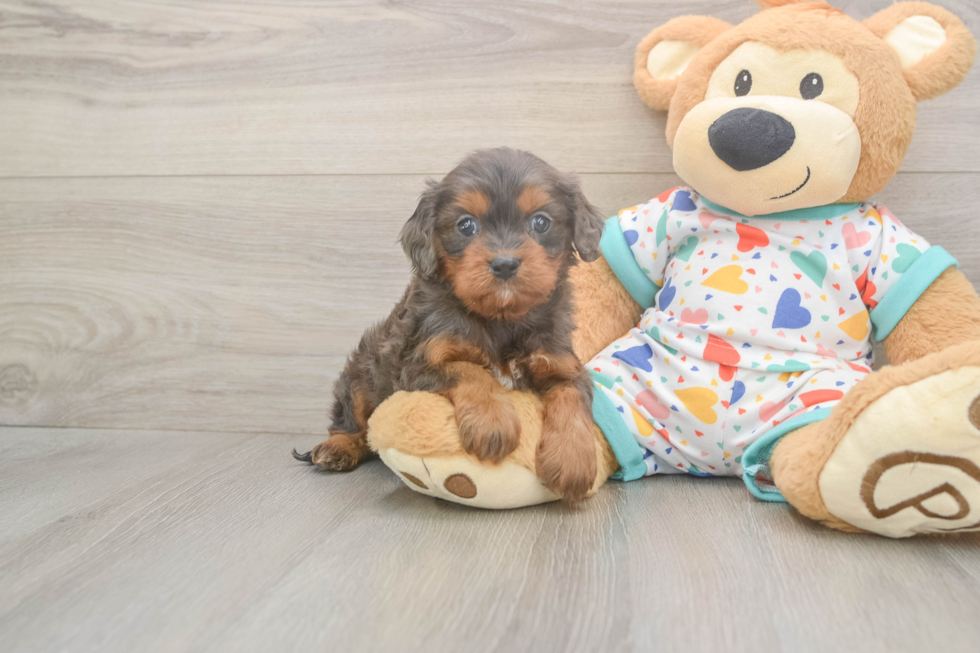 Adorable Cavalier King Charles Spaniel and Poodle Mix Poodle Mix Puppy