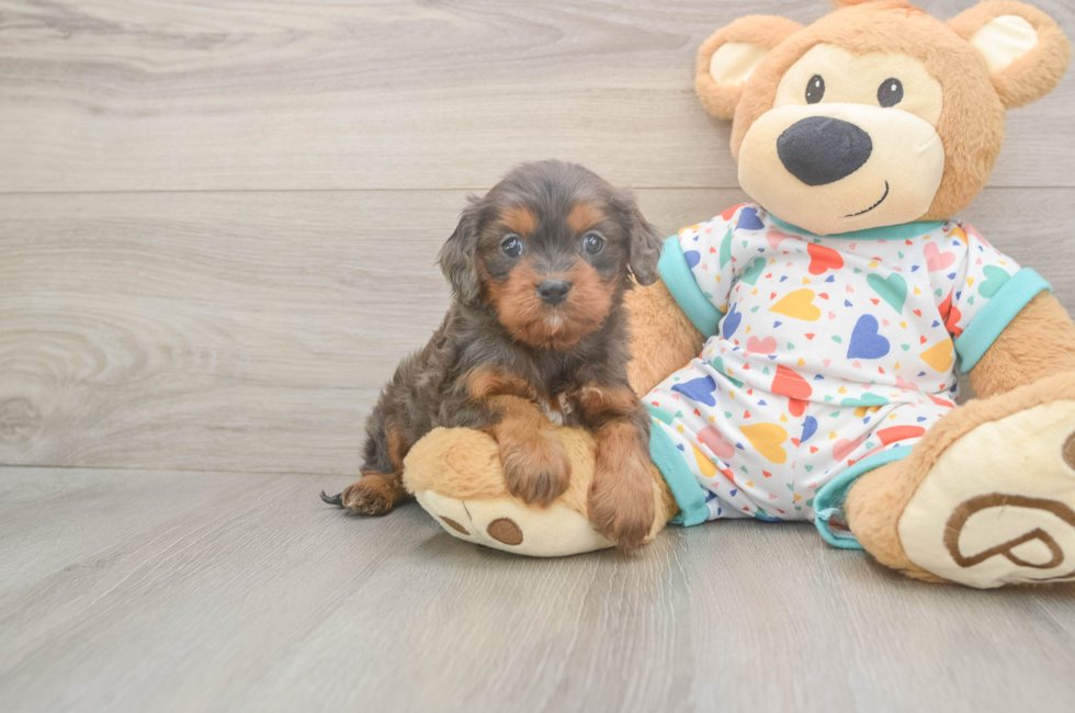 6 week old Cavapoo Puppy For Sale - Pilesgrove Pups
