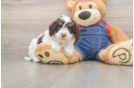 Playful Cavapoodle Poodle Mix Puppy