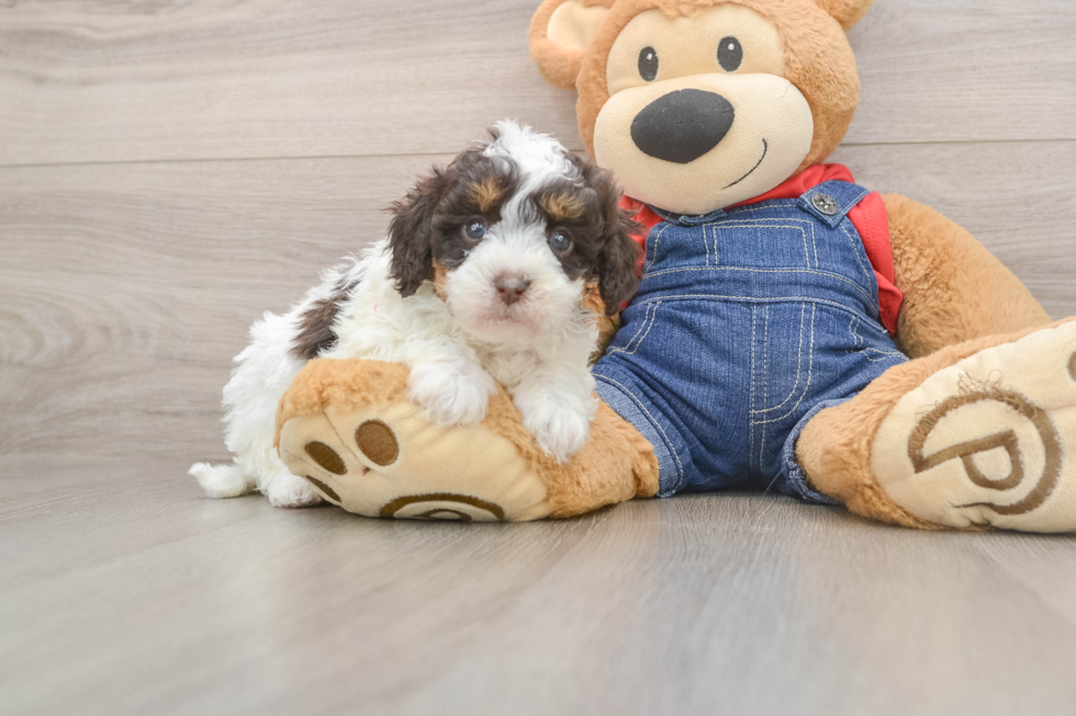 Playful Cavapoodle Poodle Mix Puppy