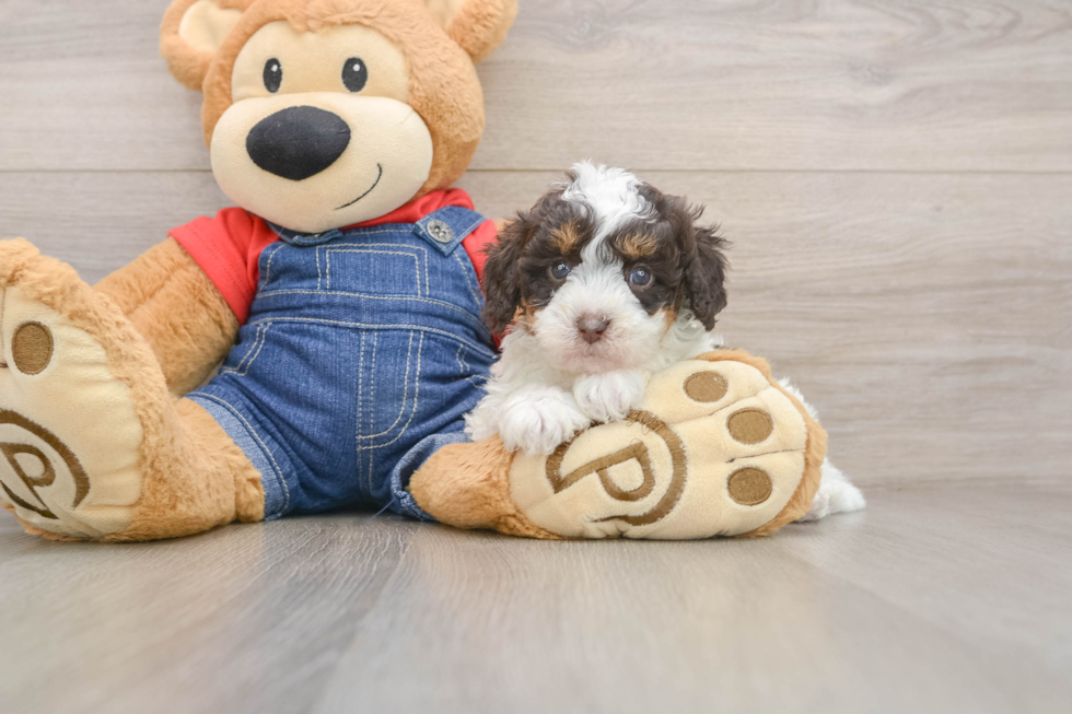 Cavapoo Puppy for Adoption