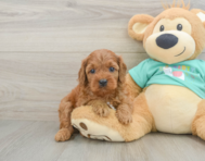 9 week old Cavapoo Puppy For Sale - Pilesgrove Pups