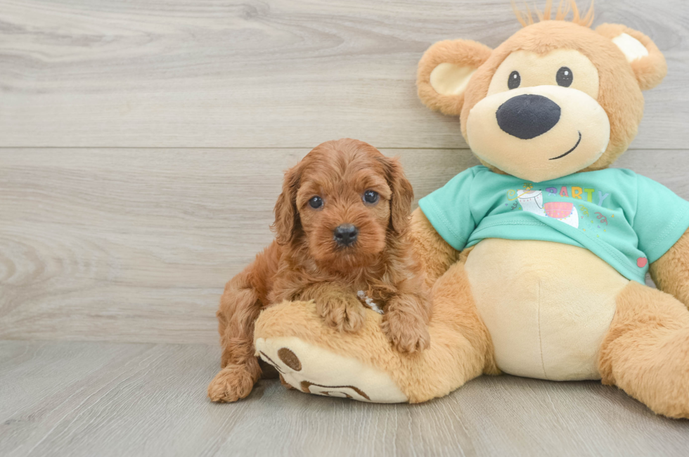 6 week old Cavapoo Puppy For Sale - Pilesgrove Pups
