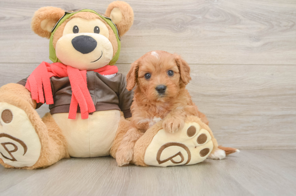 5 week old Cavapoo Puppy For Sale - Pilesgrove Pups