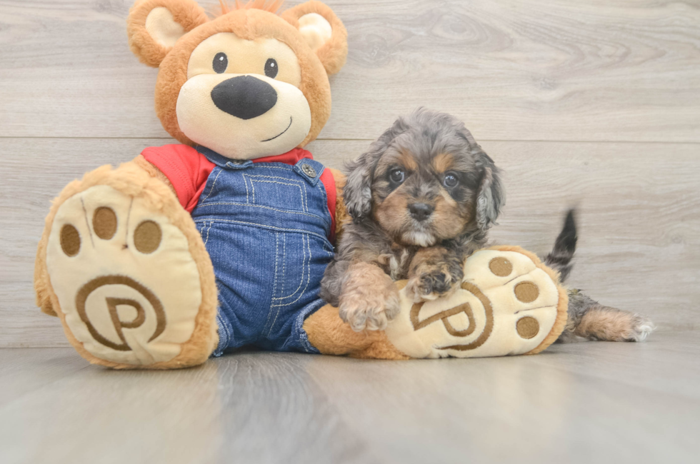 6 week old Cavapoo Puppy For Sale - Pilesgrove Pups