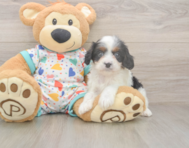 8 week old Cavapoo Puppy For Sale - Pilesgrove Pups