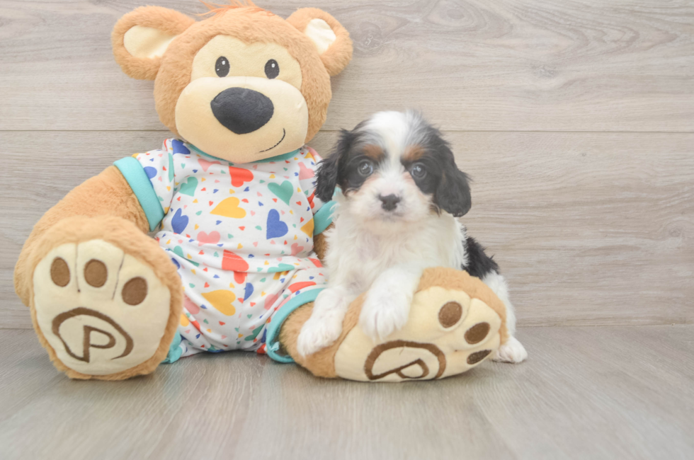 6 week old Cavapoo Puppy For Sale - Pilesgrove Pups