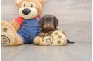 Cavapoo Puppy for Adoption