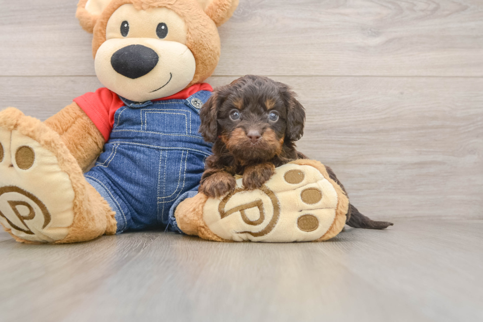 Cavapoo Puppy for Adoption