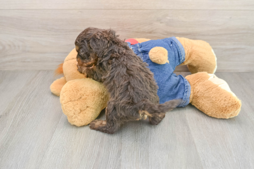 Cavapoo Pup Being Cute
