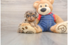 Happy Cavapoo Baby