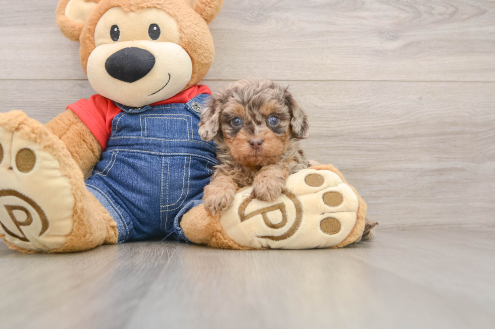 Smart Cavapoo Poodle Mix Pup