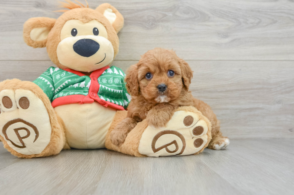 5 week old Cavapoo Puppy For Sale - Pilesgrove Pups