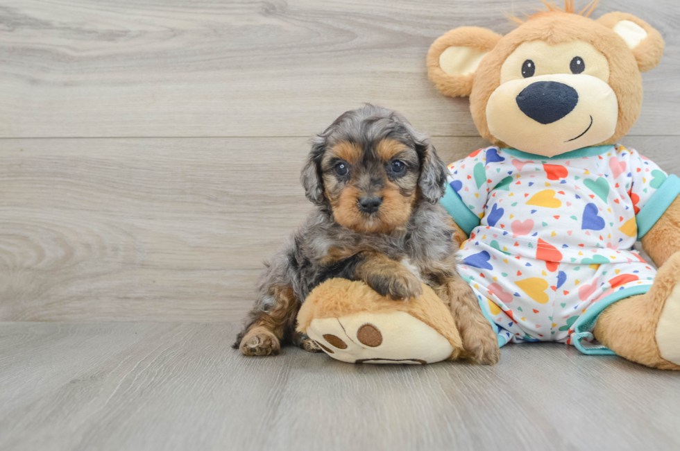 7 week old Cavapoo Puppy For Sale - Pilesgrove Pups