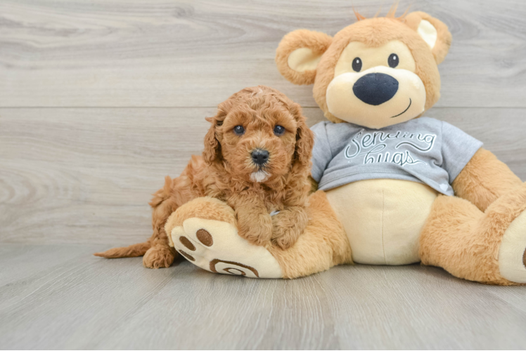 Energetic Cavoodle Poodle Mix Puppy