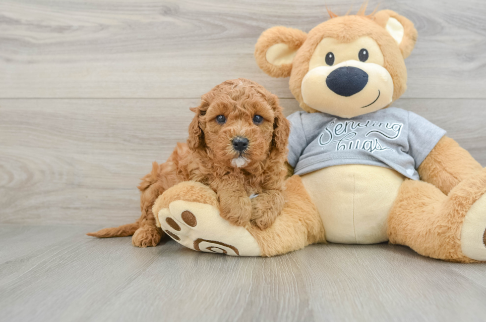 5 week old Cavapoo Puppy For Sale - Pilesgrove Pups