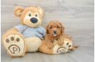 Cavapoo Pup Being Cute