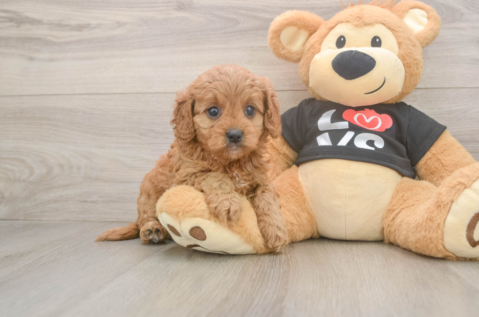5 week old Cavapoo Puppy For Sale - Pilesgrove Pups
