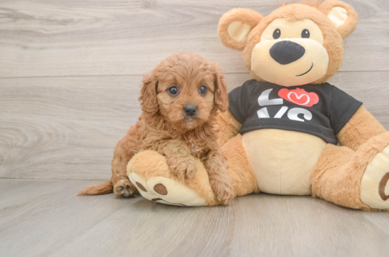 Cavapoo Puppy for Adoption