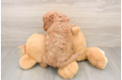 Cavapoo Puppy for Adoption