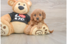 Best Cavapoo Baby