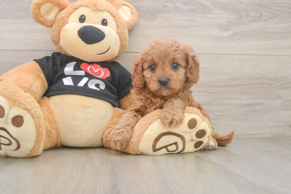 Best Cavapoo Baby