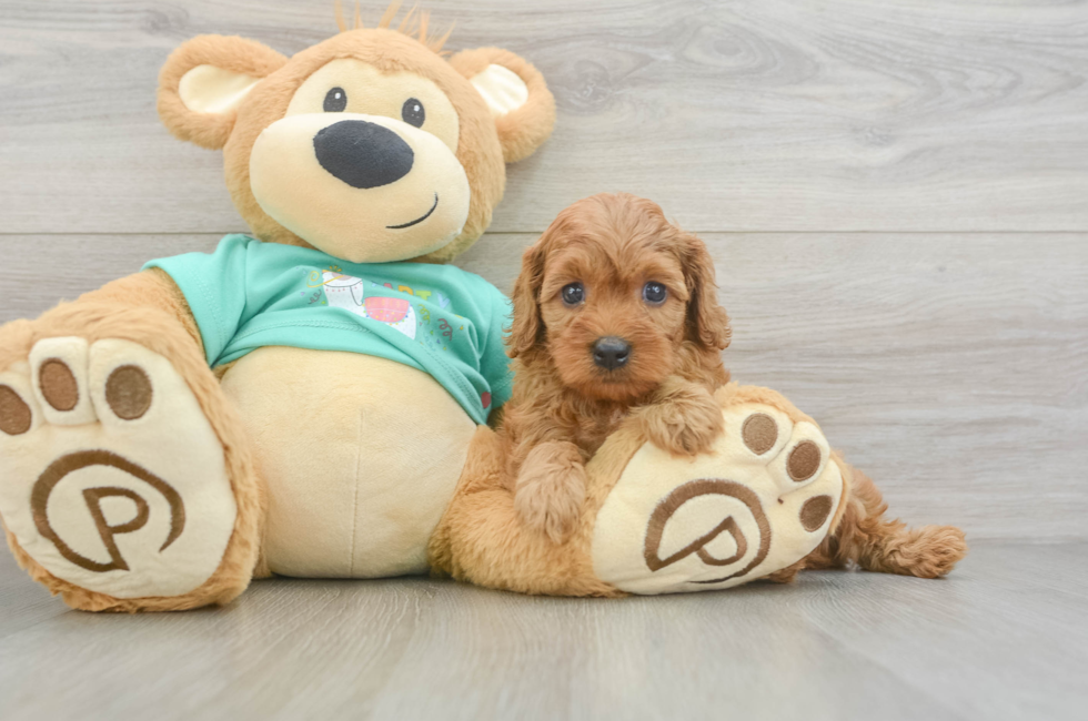 6 week old Cavapoo Puppy For Sale - Pilesgrove Pups