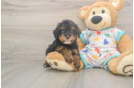 Cavapoo Puppy for Adoption