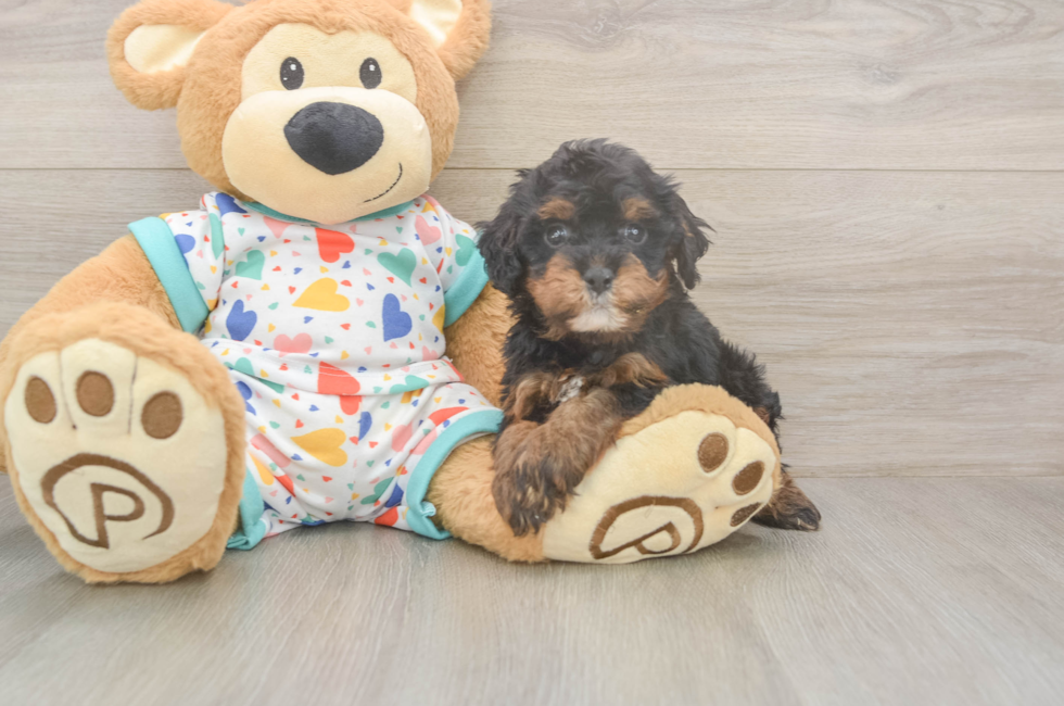 6 week old Cavapoo Puppy For Sale - Pilesgrove Pups