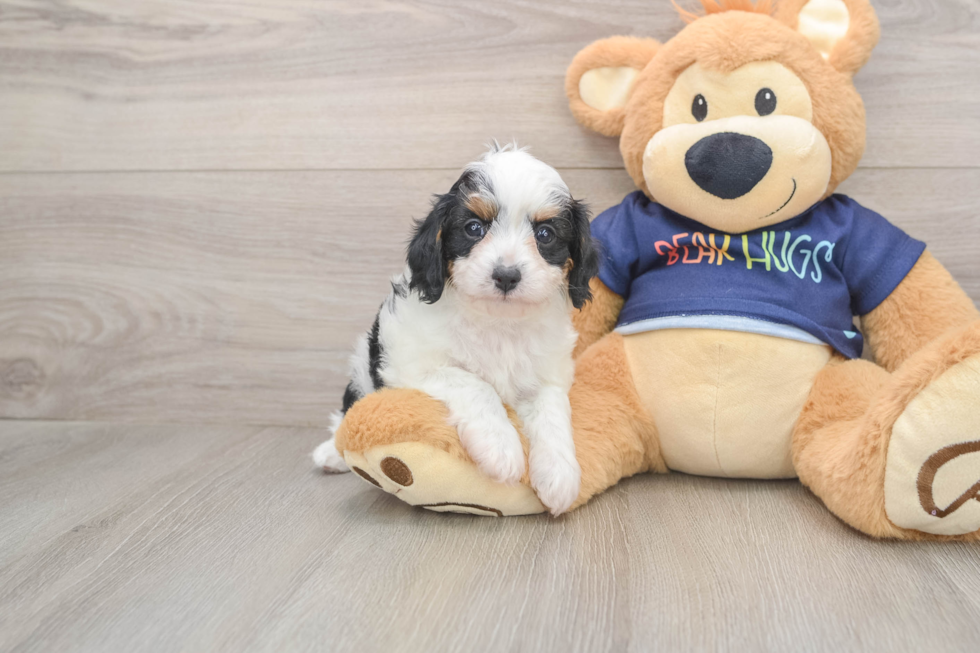 Cavapoo Puppy for Adoption