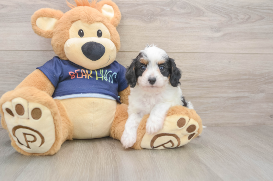 Adorable Cavalier King Charles Spaniel and Poodle Mix Poodle Mix Puppy