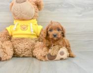 8 week old Cavapoo Puppy For Sale - Pilesgrove Pups