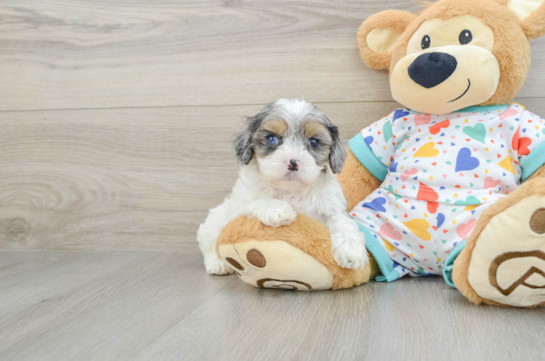 Little Cavipoo Poodle Mix Puppy