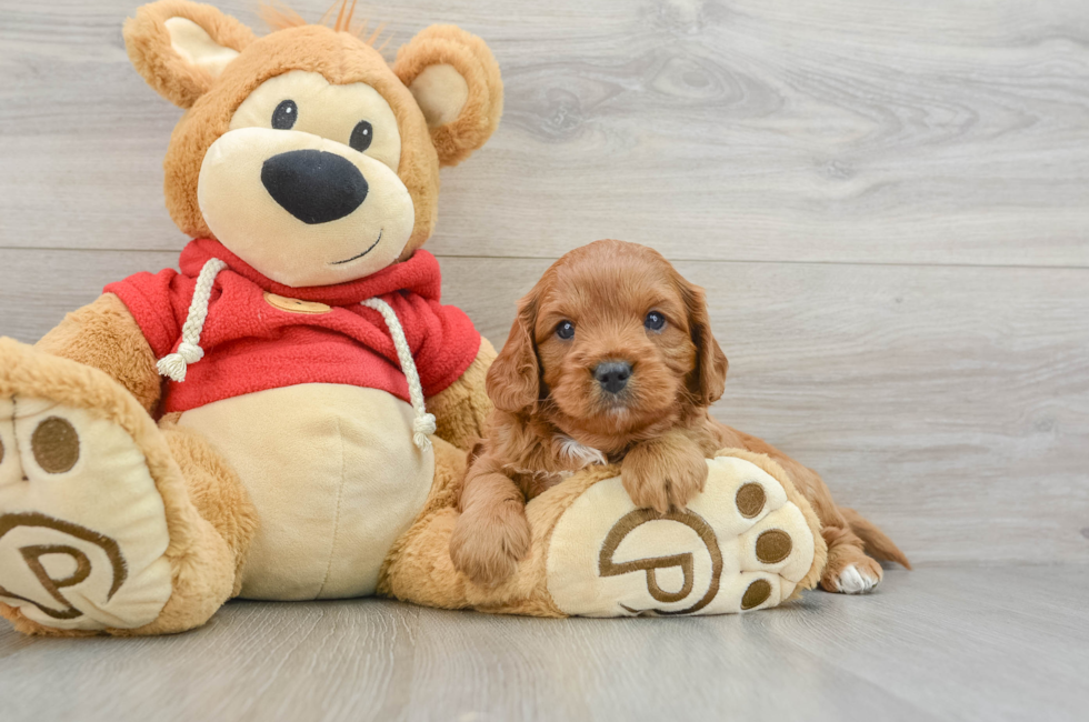 6 week old Cavapoo Puppy For Sale - Pilesgrove Pups