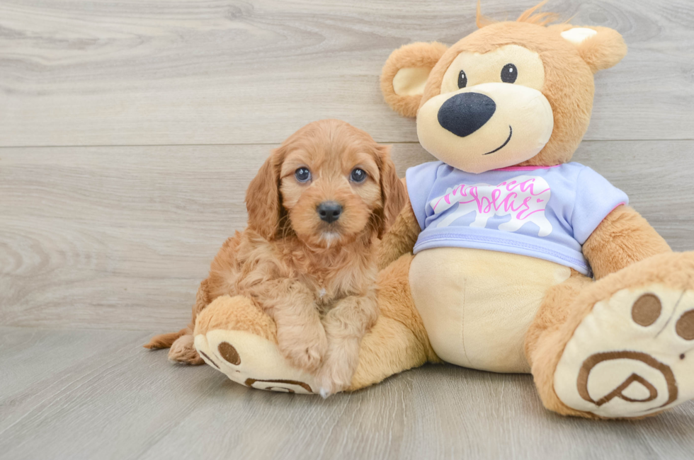 6 week old Cavapoo Puppy For Sale - Pilesgrove Pups
