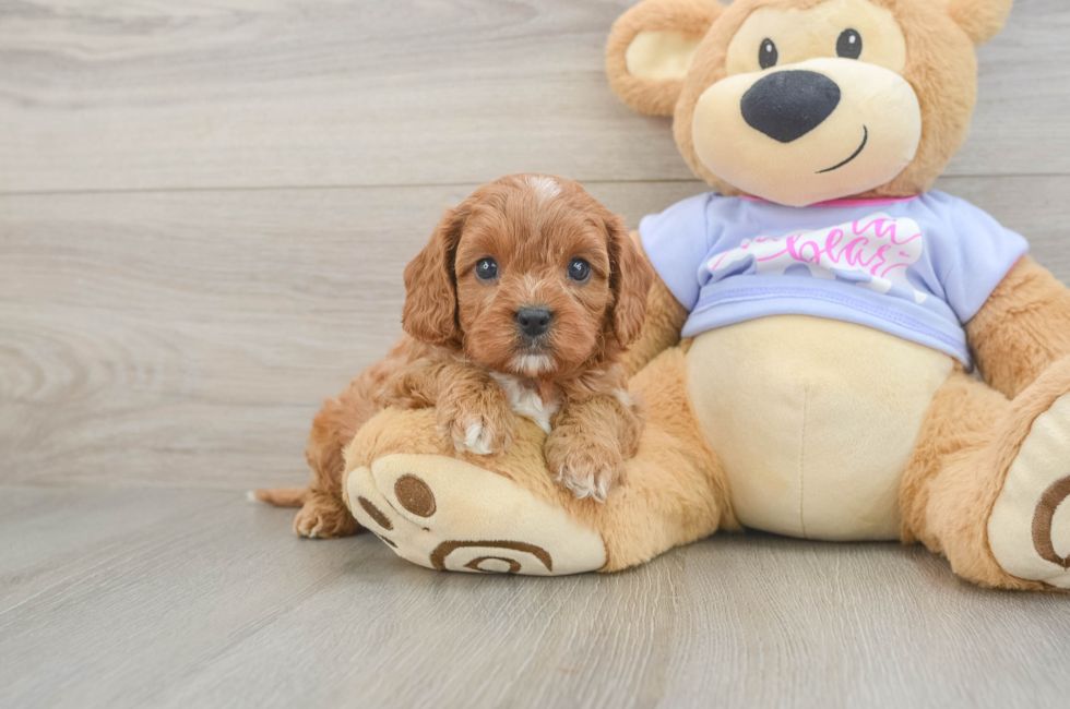 5 week old Cavapoo Puppy For Sale - Pilesgrove Pups