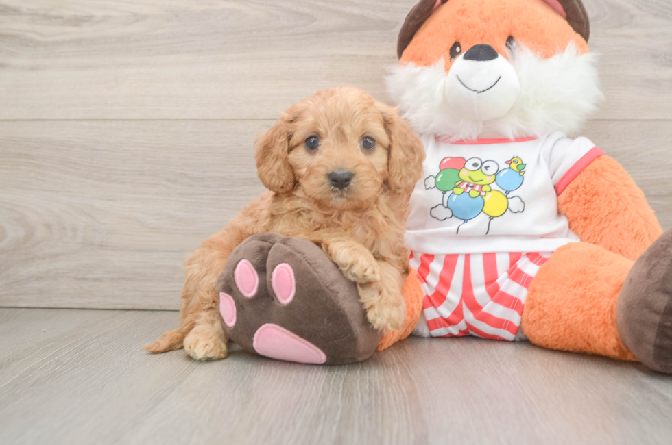 7 week old Cavapoo Puppy For Sale - Pilesgrove Pups