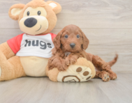 9 week old Cavapoo Puppy For Sale - Pilesgrove Pups